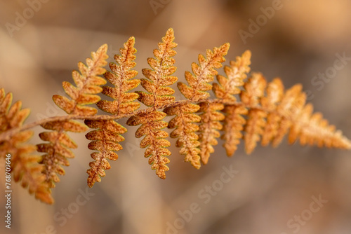Common polypody fern (Polypodium vulgare) photo