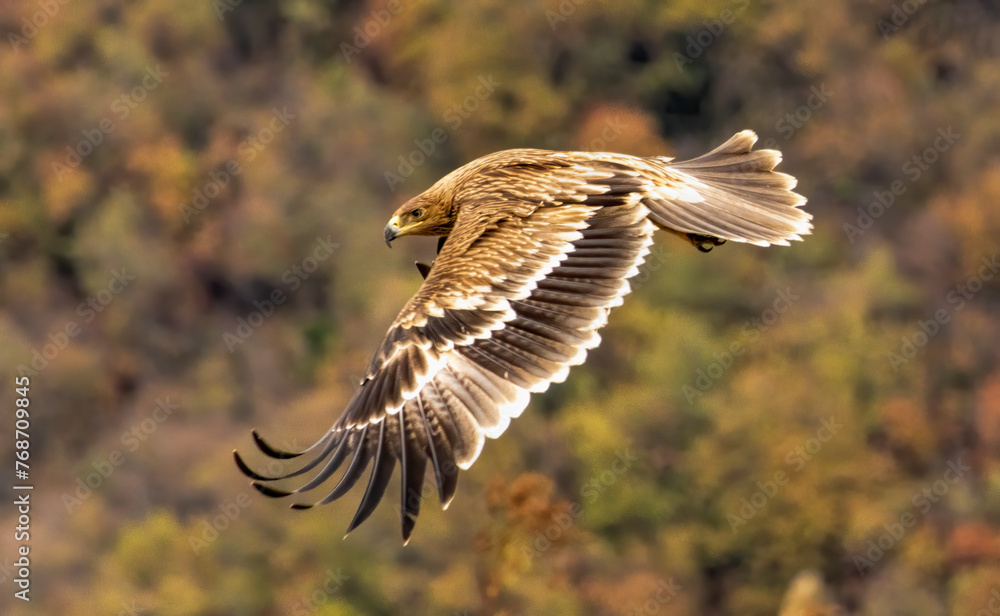 Eastern Imperial eagle on feeding station Eastern Imperial eagle on feeding station