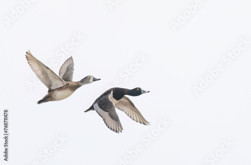Two Ring-necked ducks taking flight over the winter snow in Ottawa, Canada