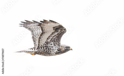 Rough-legged hawk taking flight in Canada