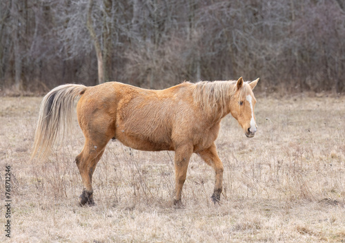 Light brown horse walking in a meadow in early spring on Wolfe Island, Ontario, Canada