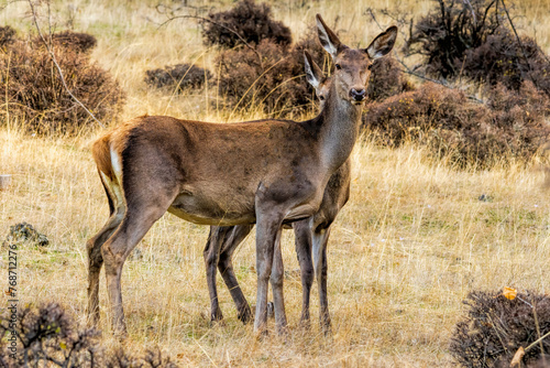 Female European Red Deer with baby