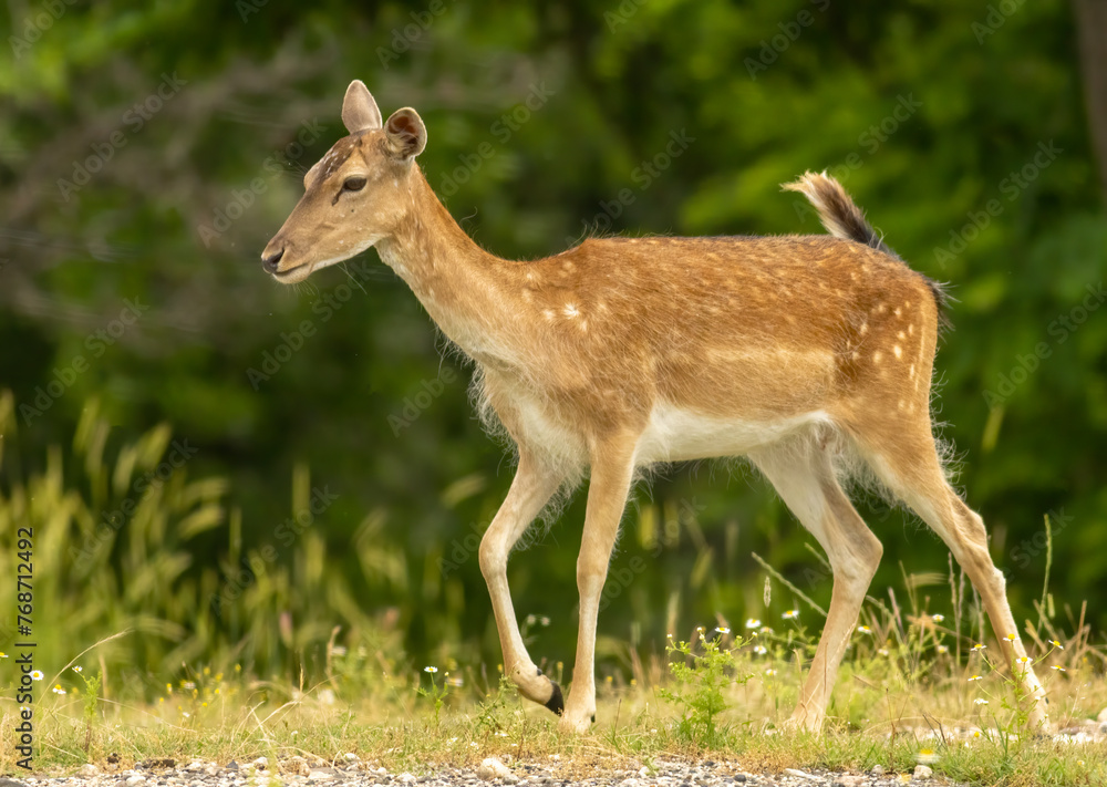 Female European fallow deer (Dama dama) walking