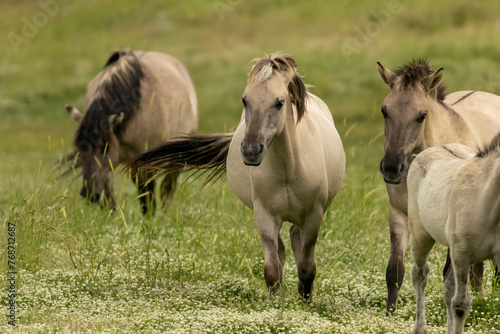 Semi wild horses  Tarpans  reintroduced in Bulgaria