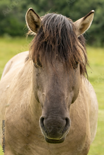 Semi wild horses  Tarpans  reintroduced in Bulgaria