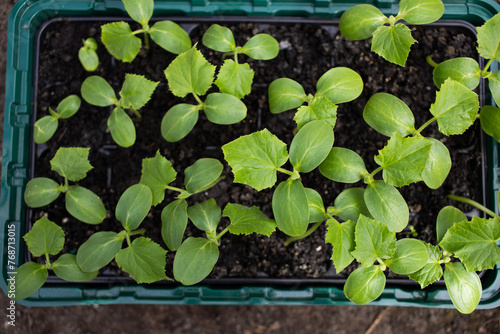 seedlings growing indoors home gardening