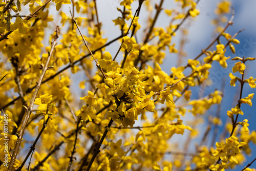  blooming golden rain tree  laburnum  branch in spring in a city park in