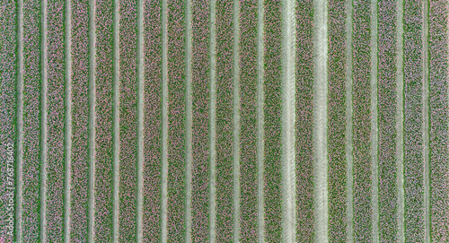 pink tulip fields in spring in the netherlands dronehoto top view