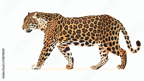 Leopard isolated on white background