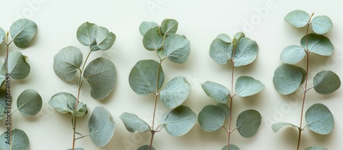 Close-up of (Eucalyptus gunnii) Cider gum stems with round, heart-shaped leaves, arranged in pairs, greysish and glaucous. photo