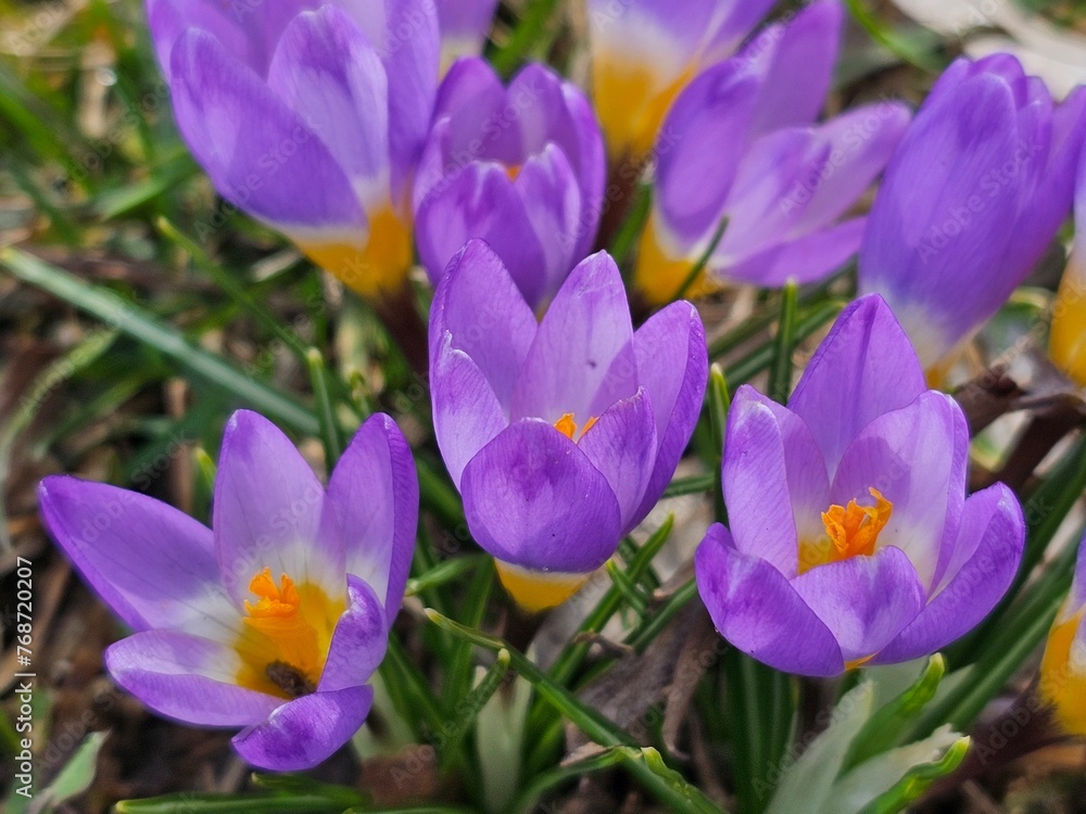 purple crocus flowers purple crocus flowers