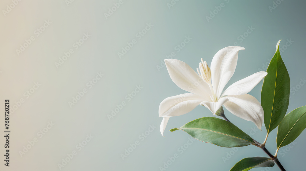 Close-up of white flowers isolated on light blue background. Close-up of white flowers isolated on light blue background.