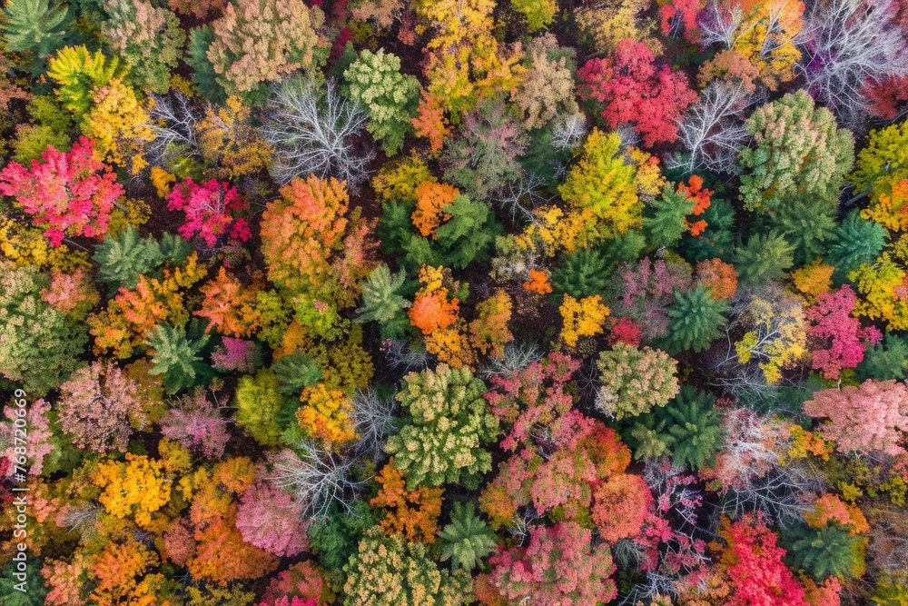 Expansive Overhead Shot of Autumnal Forest Splendor, Mosaic of Fall Shades