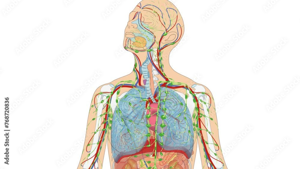 Grafikanimation Lehrmaterial: Lymphatisches System / Lymphsystem - Animation der Lymphgefäße des Menschen