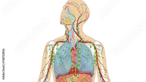 Grafikanimation Lehrmaterial: Lymphatisches System / Lymphsystem - Animation der Lymphgefäße des Menschen