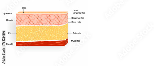 Human skin anatomy structure illustration