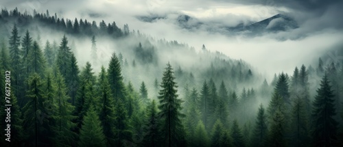 Panoramic view of foggy forest in the mountains at sunrise