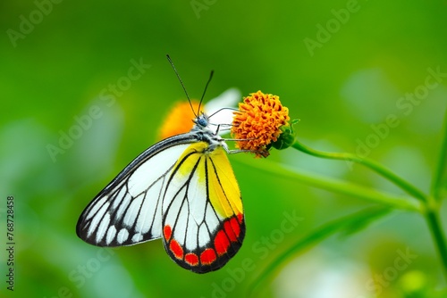 Close up of a beautiful butterfly which is usually called The painted jezebel photo
