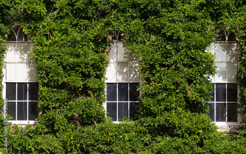 wisteria vine framing old fashioned windows