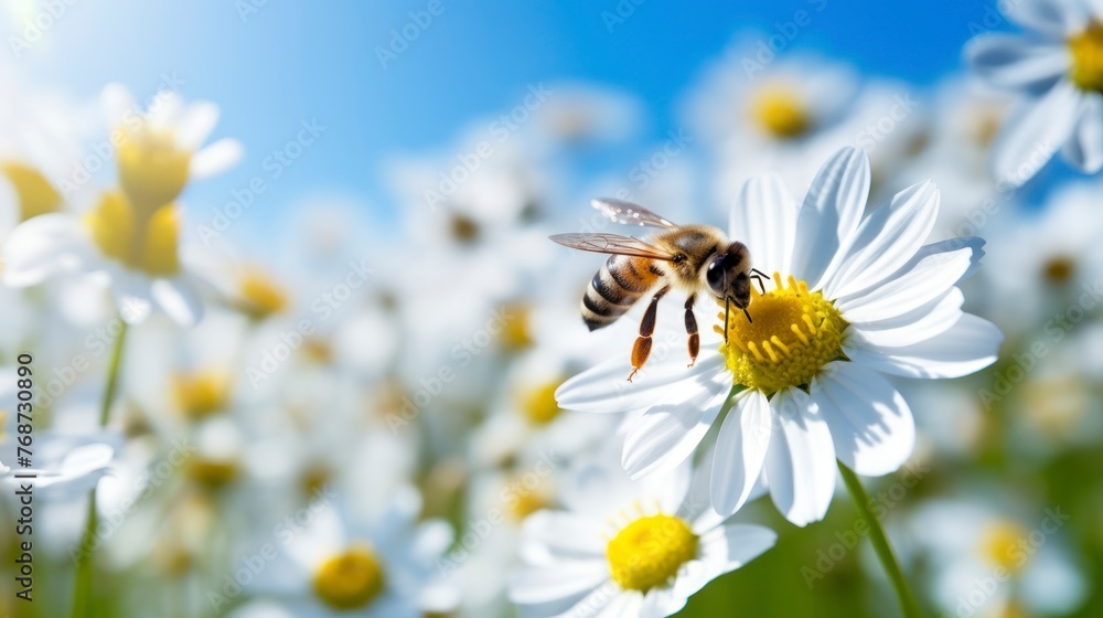 Natural background depicting daisy flower and bees on a sunny day
Natural background depicting daisy flower and bees on a sunny day
