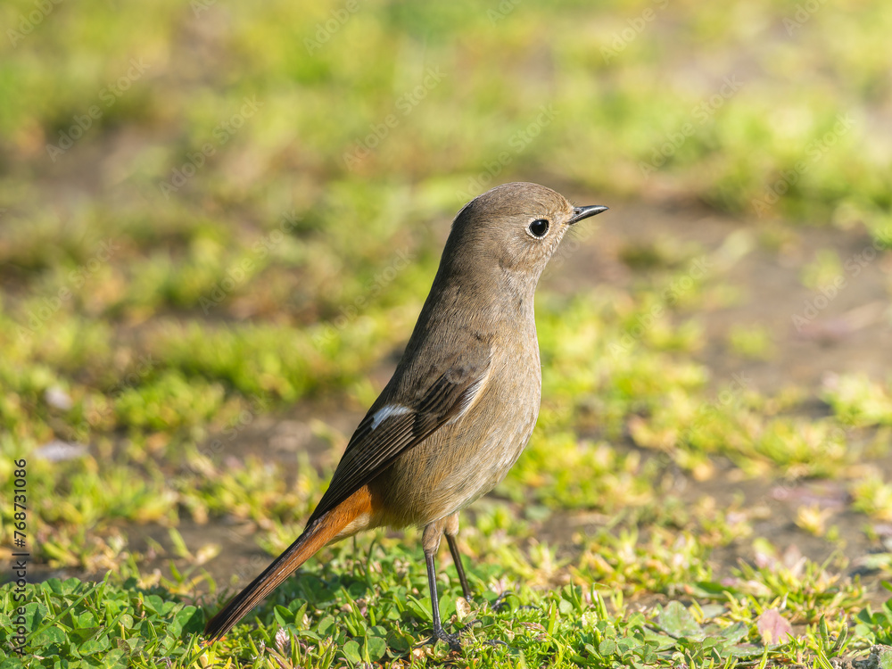 地面を歩くジョウビタキ 地面を歩くジョウビタキ