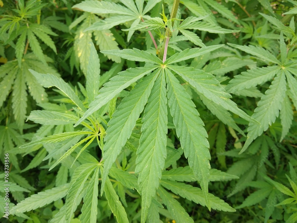 marijuana leaf, cannabis hemp leaf outdoors marijuana leaf, cannabis hemp leaf outdoors
