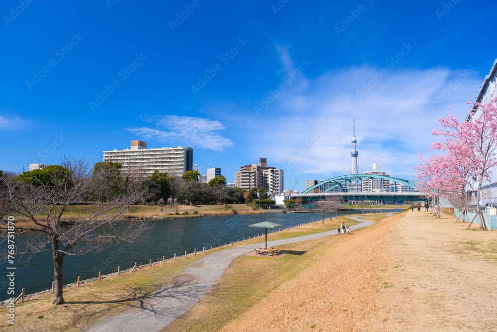 東京都江戸川区 春の旧中川の河川敷と東京スカイツリー