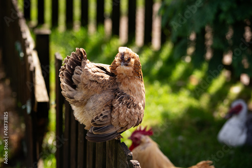 homestead free range chicken, hen sitting on wooden fence