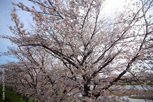 満開の桜が咲いている風景
