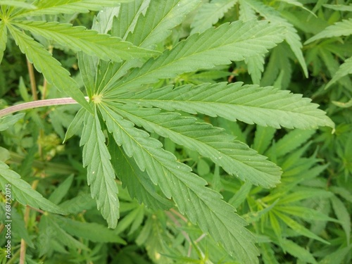 Fototapeta Naklejka Na Ścianę i Meble -  marijuana leaf, cannabis hemp leaf outdoors