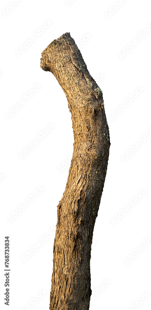 Fototapeta premium tree trunk cut off against an isolated background