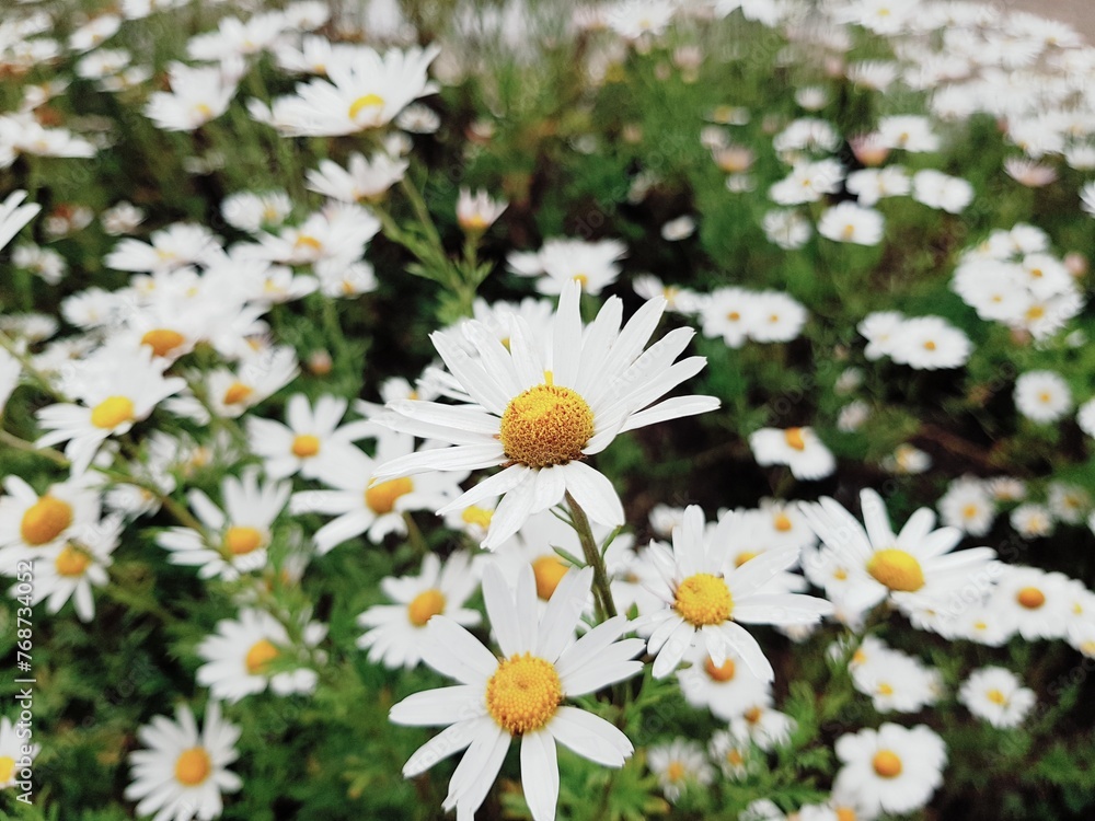 White and pretty daisy flower White and pretty daisy flower