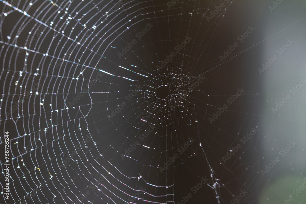 Naklejka premium spider web with water drops on it representing the concept of network and connectivity. shallow depth of field.
