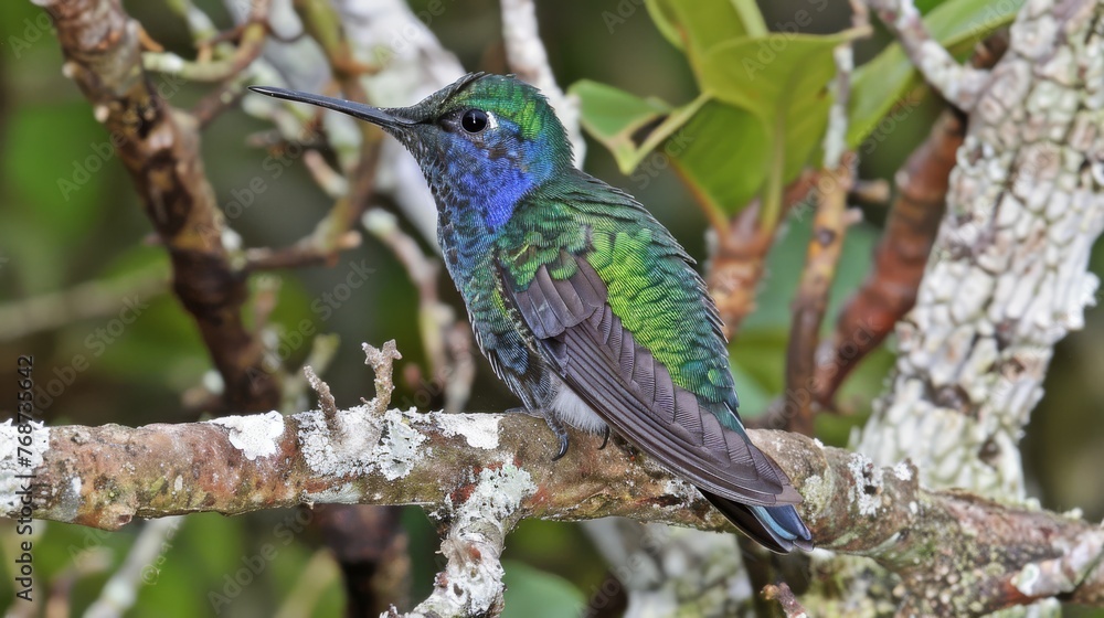 A bird perched on a tree branch, surrounded by foliage and lichens A bird perched on a tree branch, surrounded by foliage and lichens