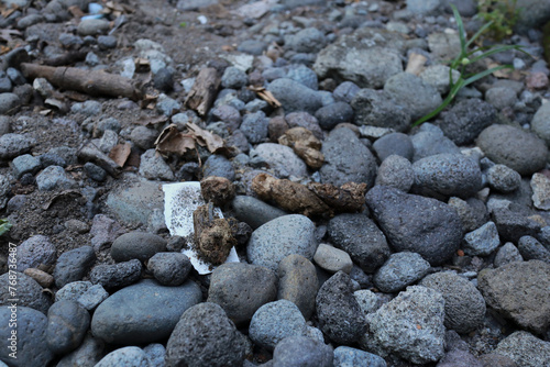 dog feces on a pile of gravel
