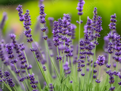 Lavender Blooms in Soft Focus