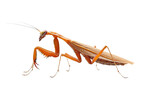 Praying Mantis Animal Ai Generative