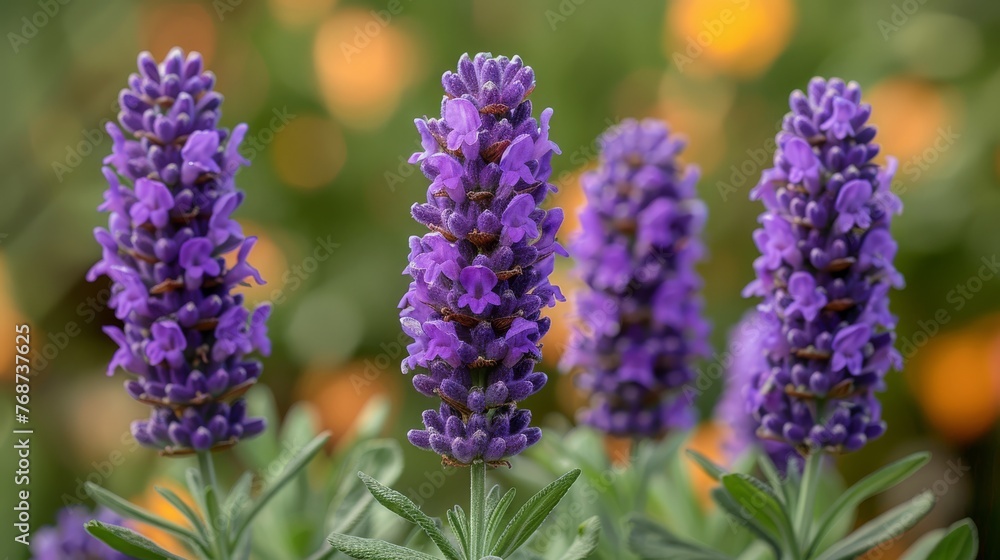 Group of purple flowers in the foreground with green foliage against an orange-yellow background Group of purple flowers in the foreground with green foliage against an orange-yellow background
