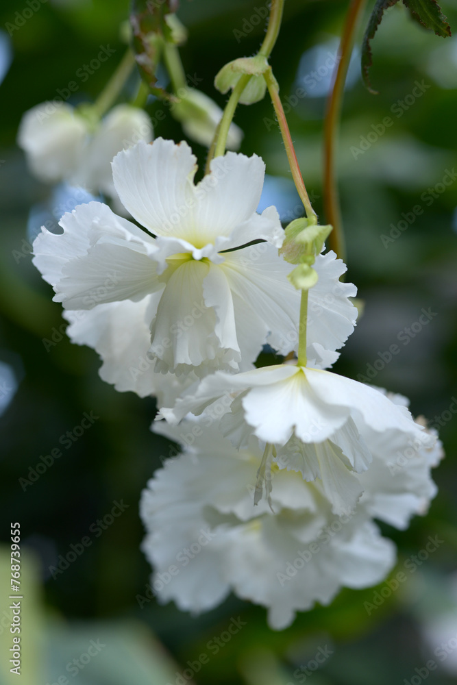 Fototapeta premium 白いベゴニア