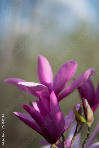 Beautiful large purple Magnolia flower sin bloom
