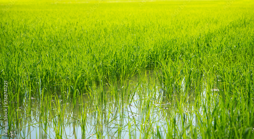 Obraz premium Lush green paddy in rice in water field. Spring and Summer