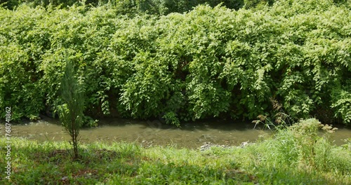 Green bushes and young evergreen trees planted on riverbank in park Topcider photo