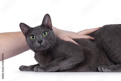 Young adult Korat cat, laying down side ways. Looking straight to camera with mesmerizing green eyes. Human hand stroking cat. Isolated on a white background.
