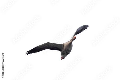 wild Gray Goose in flight isolated on white background