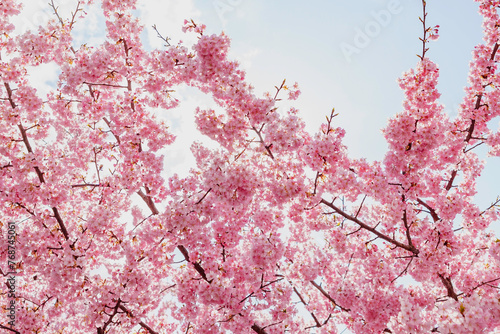 pink cherry blossoms on blue sky