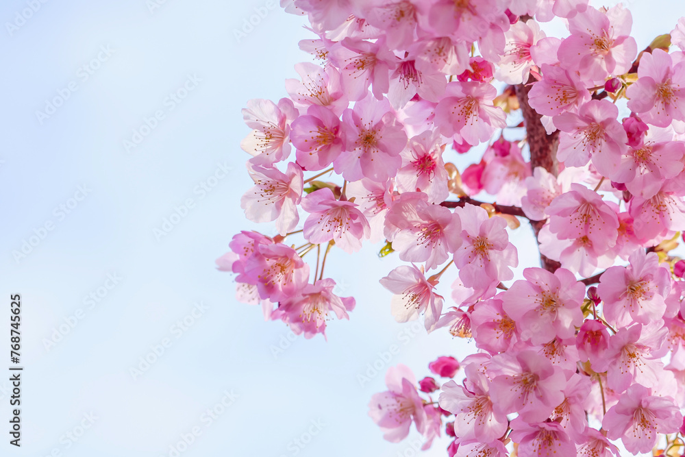 Fototapeta premium pink cherry blossoms on blue sky