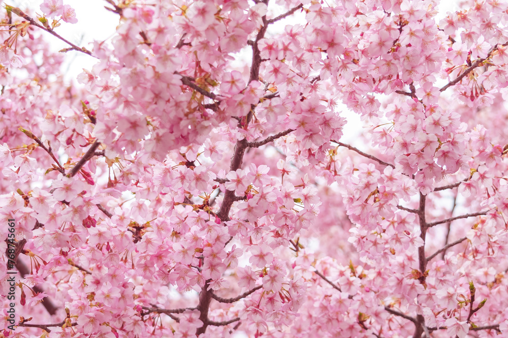 sakura flower (cherry blossom) in spring.