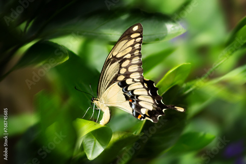 SwallowTail Butterfly on Citrus Leaf