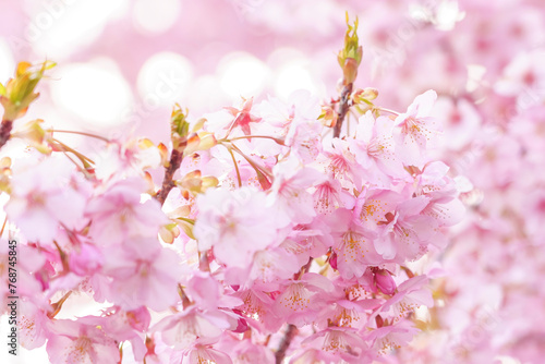 sakura flower (cherry blossom) in spring. © 隼人 岩崎