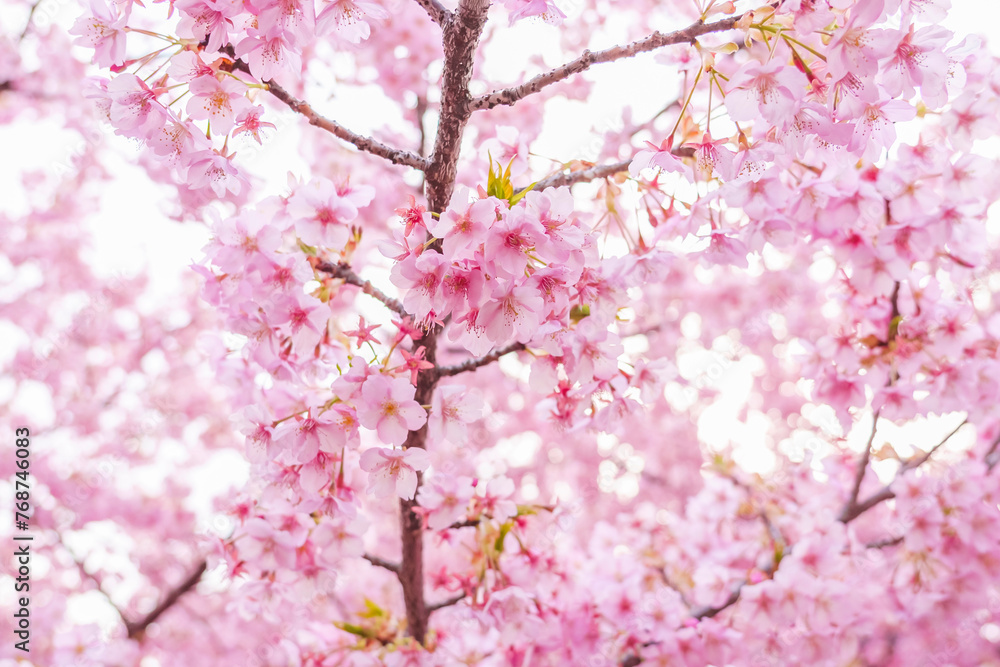 sakura flower (cherry blossom) in spring.